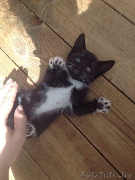 МИЛЫЕ КОТЯТА ИЩУТ СЕБЕ ДОБРОГО ОТЗЫВЧИВОГО ХОЗЯИНА  - Изображение #1, Объявление #1442721