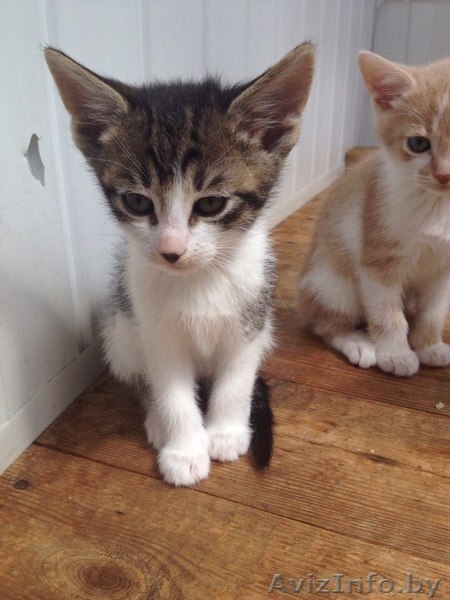 МИЛЫЕ КОТЯТА ИЩУТ СЕБЕ ДОБРОГО ОТЗЫВЧИВОГО ХОЗЯИНА  - Изображение #5, Объявление #1442721