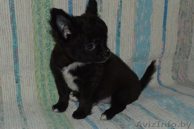 Супе-щенок чихуахуа - Изображение #2, Объявление #1443355