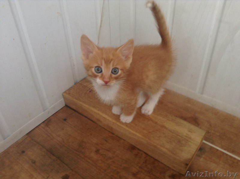 МИЛЫЕ КОТЯТА ИЩУТ СЕБЕ ДОБРОГО ОТЗЫВЧИВОГО ХОЗЯИНА  - Изображение #6, Объявление #1442721