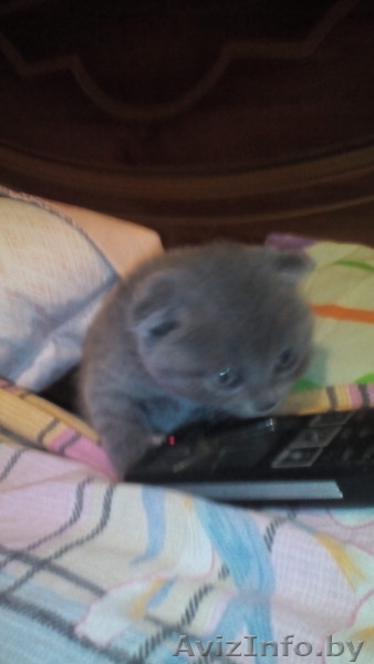 котята ,британские - Изображение #1, Объявление #1437583