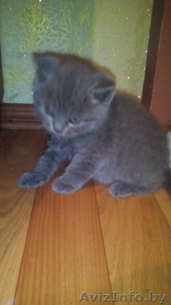 котята ,британские - Изображение #2, Объявление #1437583