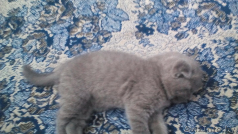 котята ,британские - Изображение #3, Объявление #1437583