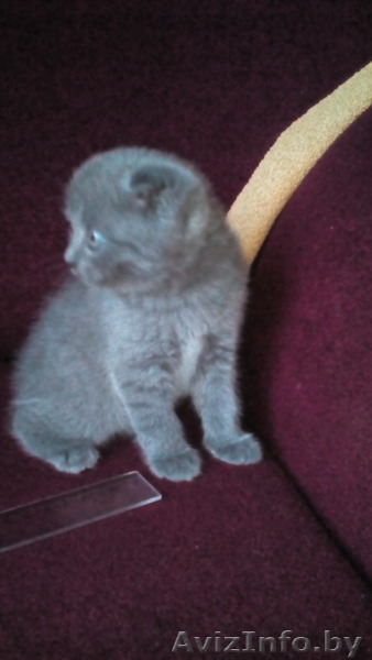 котята ,британские - Изображение #4, Объявление #1437583