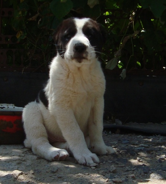 Продам щенков среднеазиатской овчарки (алабай) - Изображение #2, Объявление #612786